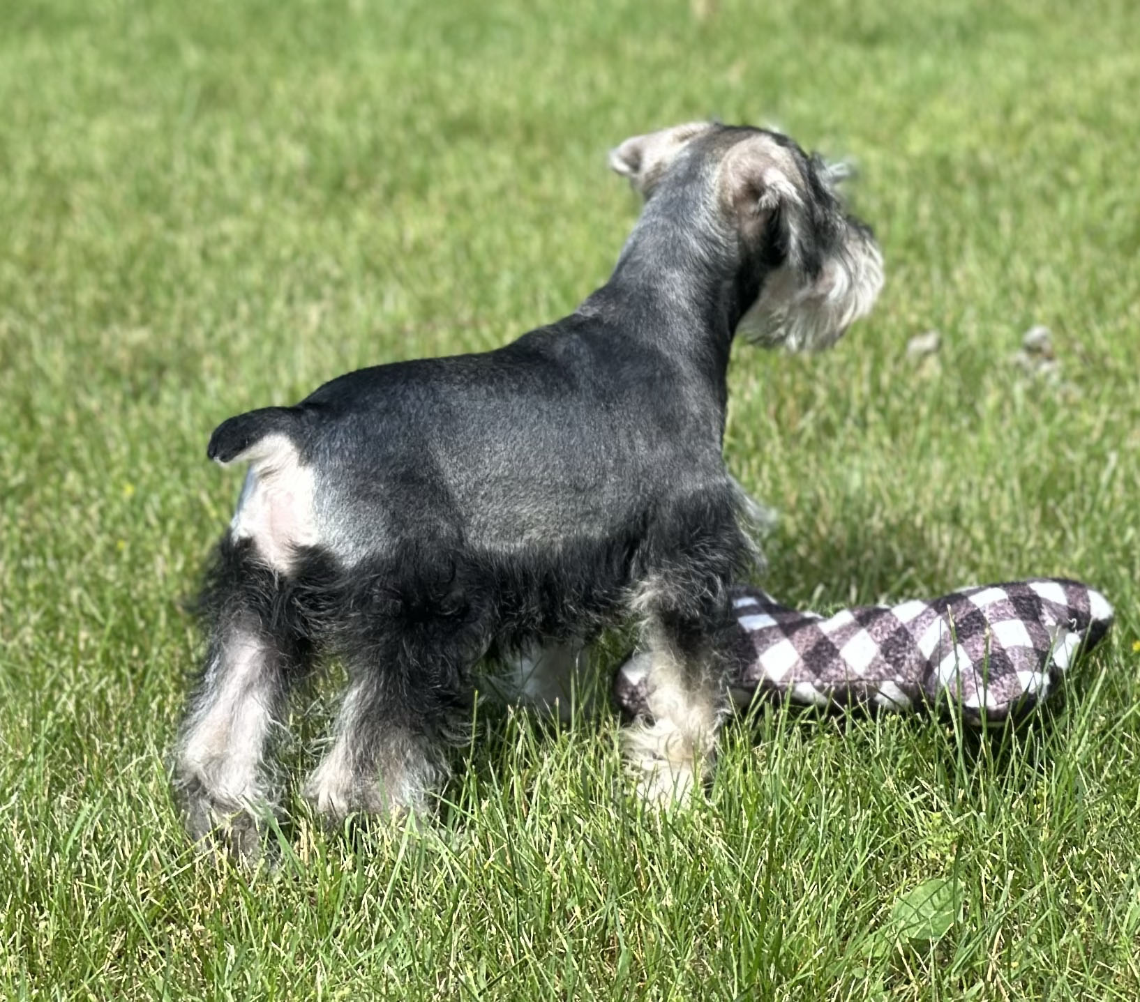 Handsome Miniature Schnauzer Puppy – Shadow - Image 7