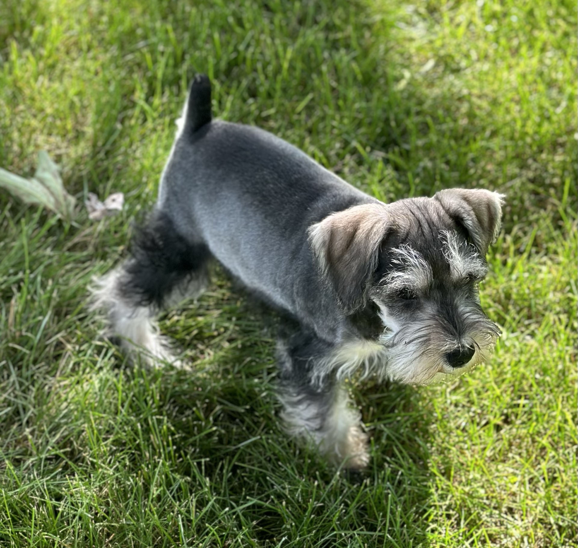 Handsome Miniature Schnauzer Puppy – Shadow - Image 6