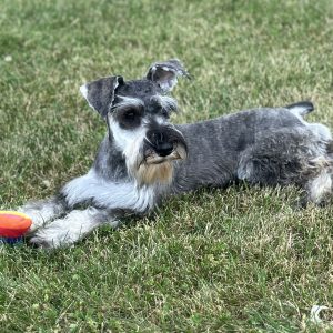 Beautiful Miniature Schnauzer – Emma