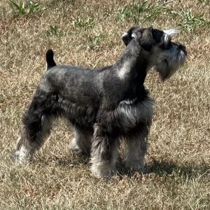 Beautiful Miniature Schnauzer – Eleanor - Image 26