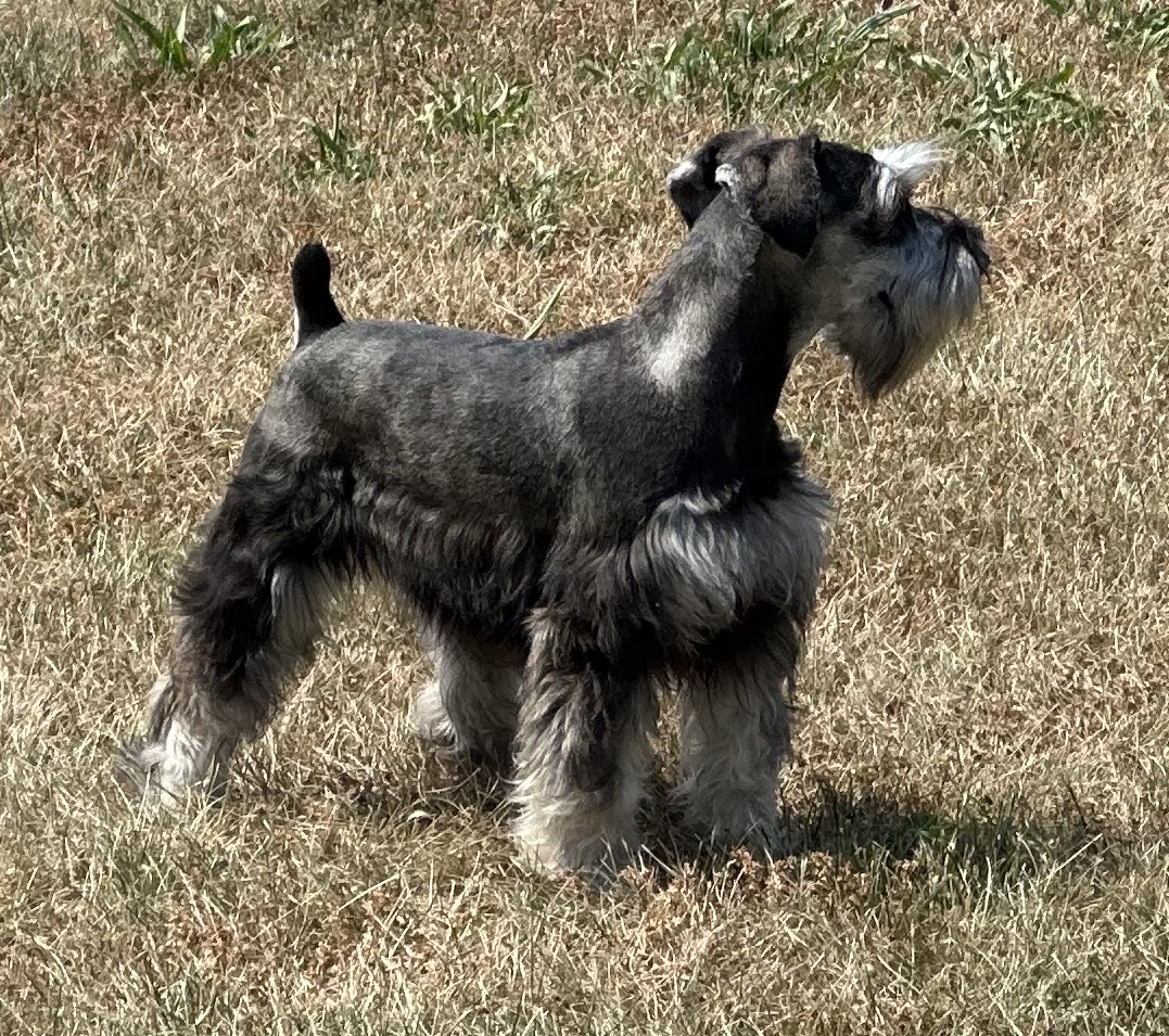 Beautiful Miniature Schnauzer – Eleanor - Image 26
