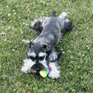 Beautiful Miniature Schnauzer – Eleanor - Image 6