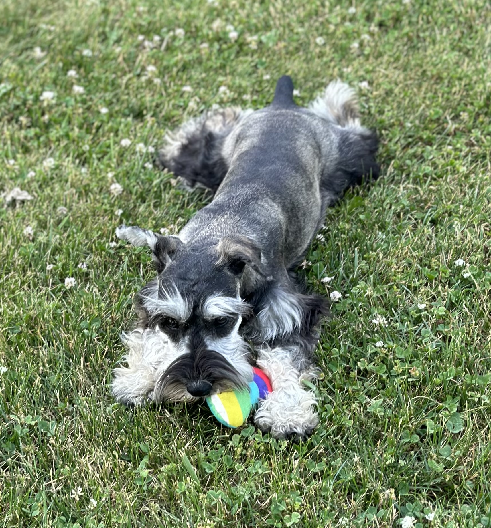 Beautiful Miniature Schnauzer – Eleanor - Image 6