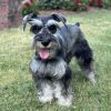 Beautiful Miniature Schnauzer – Eleanor