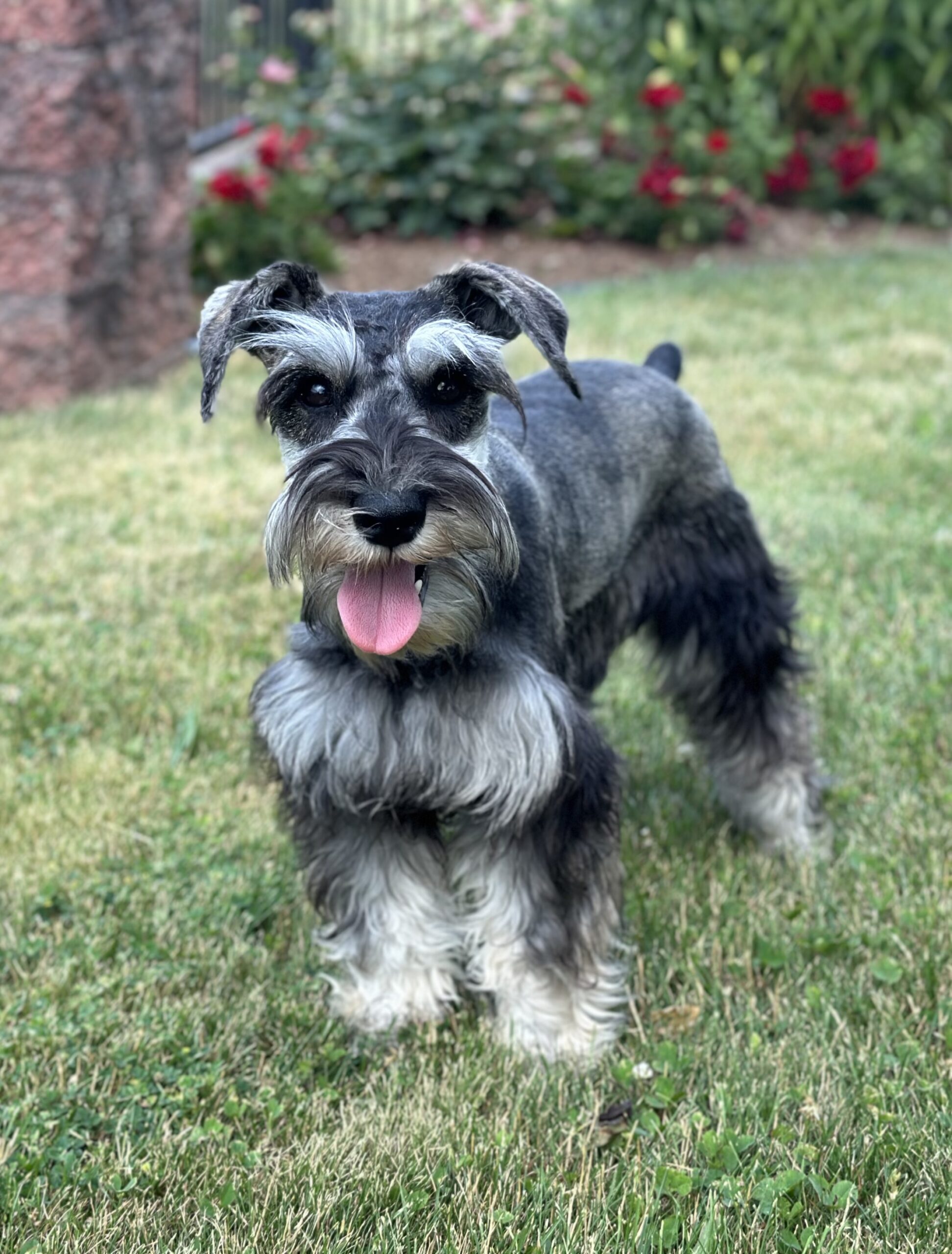 Beautiful Miniature Schnauzer – Eleanor
