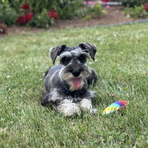 Beautiful Miniature Schnauzer – Eleanor - Image 4