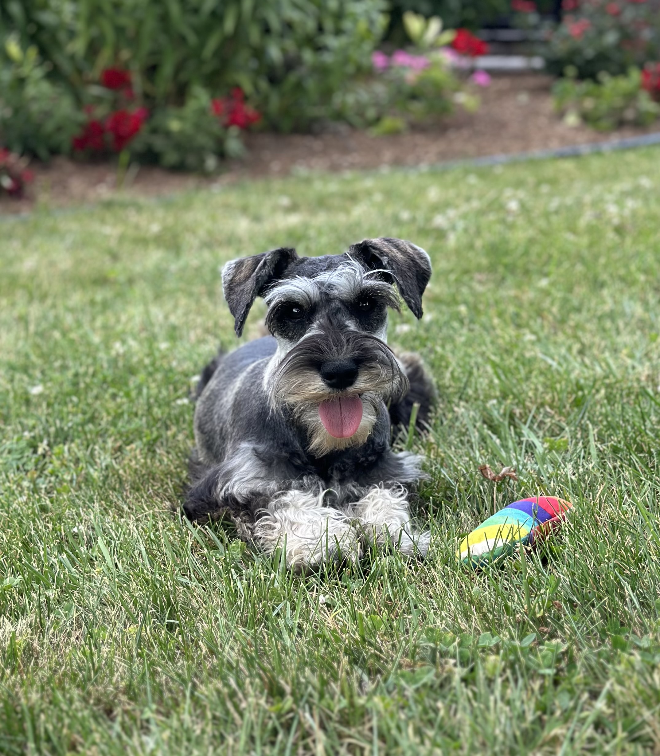 Beautiful Miniature Schnauzer – Eleanor - Image 4