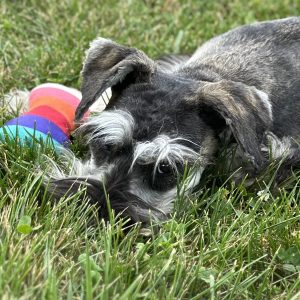 Beautiful Miniature Schnauzer – Eleanor - Image 5