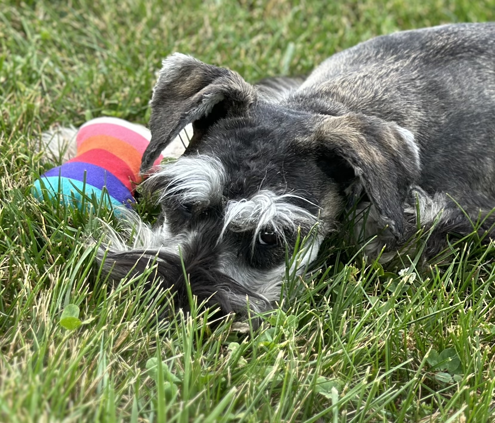 Beautiful Miniature Schnauzer – Eleanor - Image 5