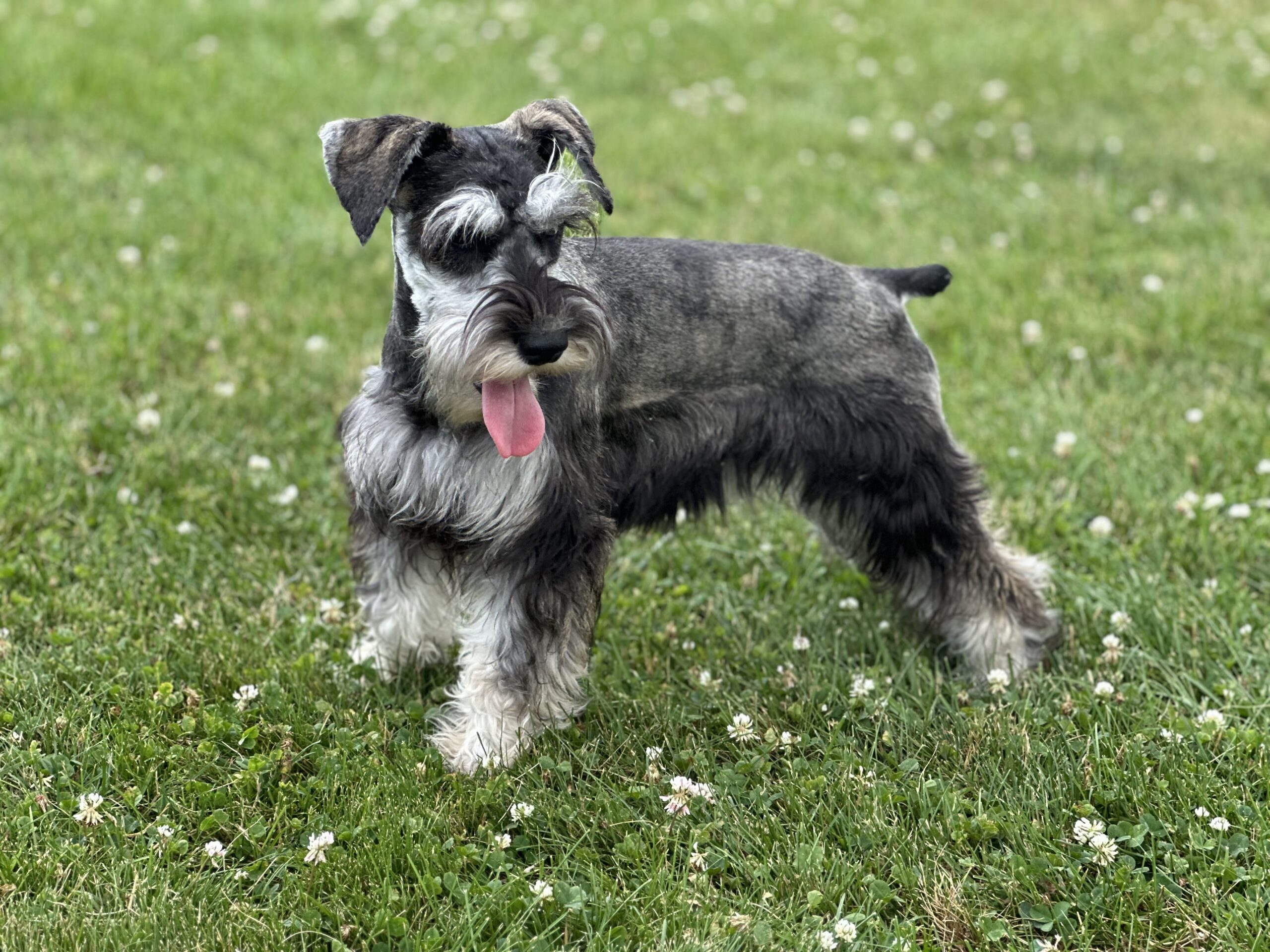 Beautiful Miniature Schnauzer – Eleanor - Image 2