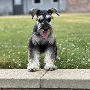 Beautiful Miniature Schnauzer – Eleanor - Image 3