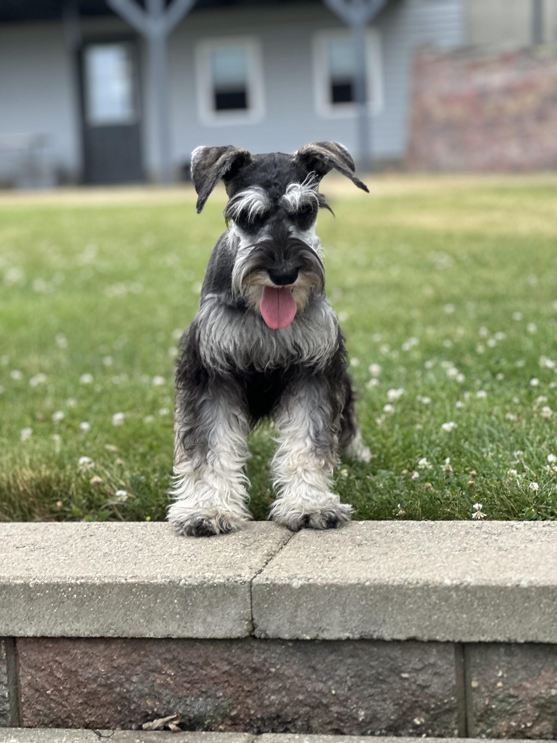 Beautiful Miniature Schnauzer – Eleanor - Image 3