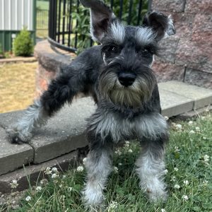 Alternative view of Handsome Miniature Schnauzer – Eros