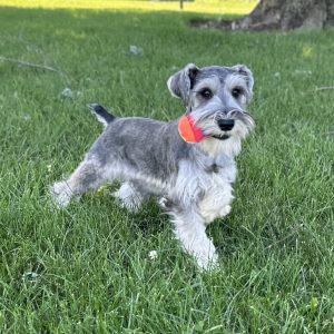 Adorable Miniature Schnauzer – MacGyver