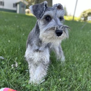 Alternative view of Adorable Miniature Schnauzer – MacGyver