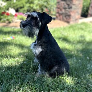 Adorable Miniature Schnauzer – Mojo - Image 22