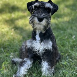 Adorable Miniature Schnauzer – Mojo - Image 21