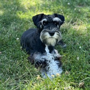 Adorable Miniature Schnauzer – Mojo