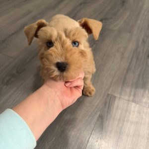 Liver Tan Miniature Schnauzer Puppy – Blue-Eyed Female - Image 6
