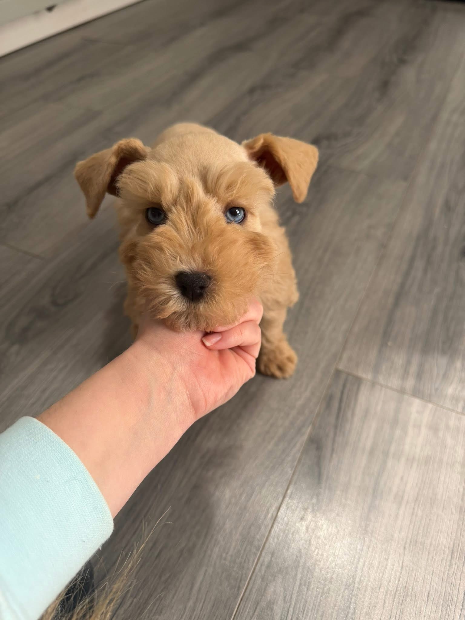Liver Tan Miniature Schnauzer Puppy – Blue-Eyed Female - Image 6
