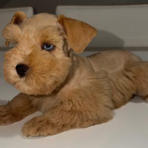 Alternative view of Liver Tan Miniature Schnauzer Puppy – Blue-Eyed Female