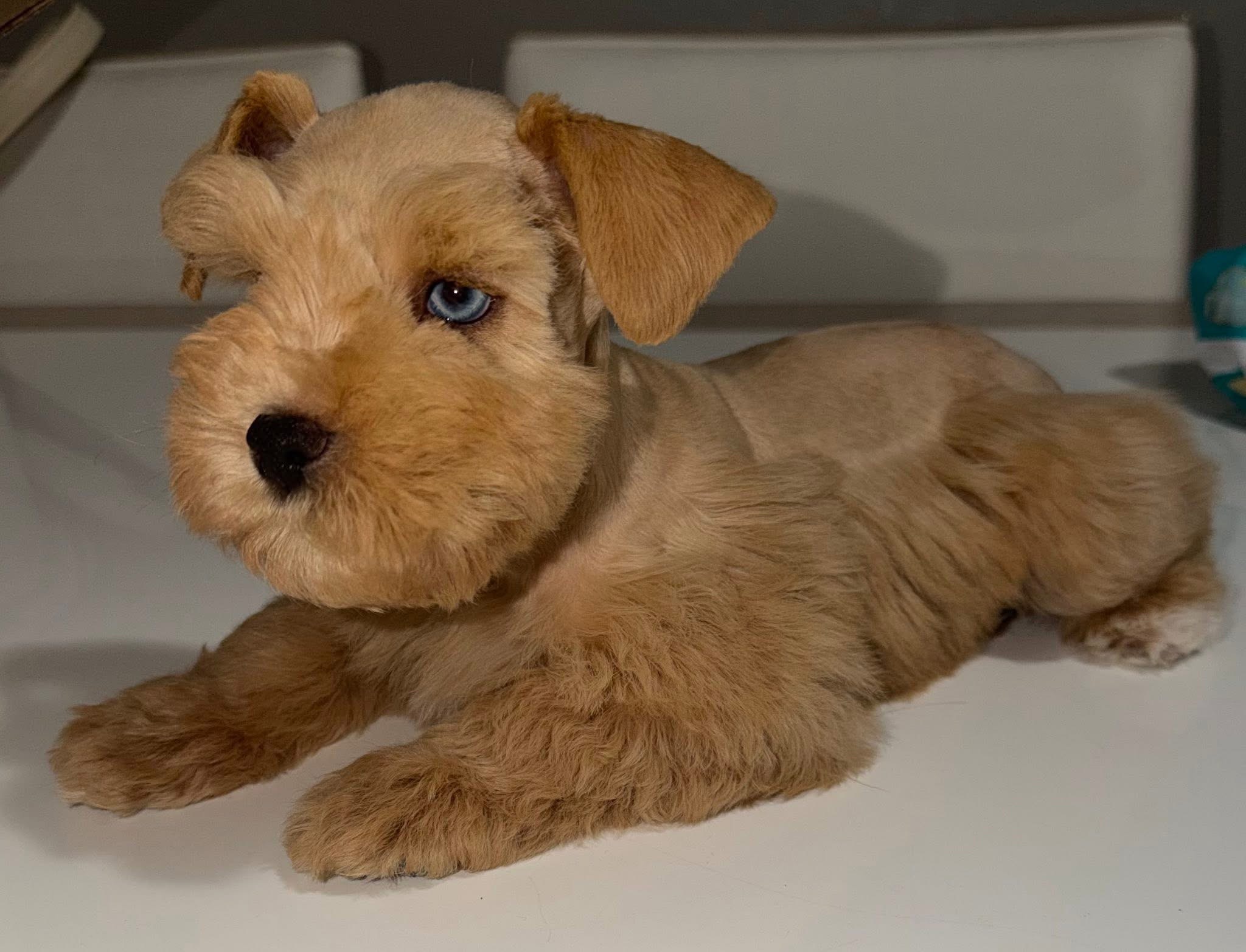 Liver Tan Miniature Schnauzer Puppy – Blue-Eyed Female - Image 2
