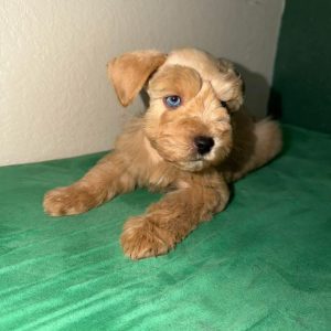Liver Tan Miniature Schnauzer Puppy – Blue-Eyed Female - Image 5