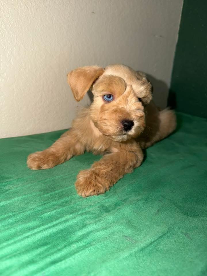 Liver Tan Miniature Schnauzer Puppy – Blue-Eyed Female - Image 5