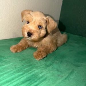 Liver Tan Miniature Schnauzer Puppy – Blue-Eyed Female - Image 4