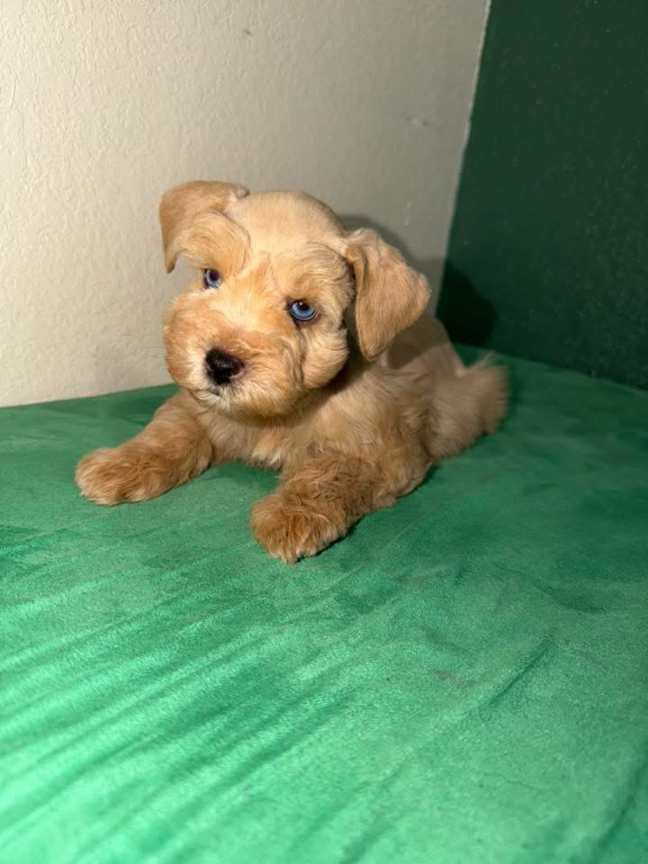 Liver Tan Miniature Schnauzer Puppy – Blue-Eyed Female - Image 4