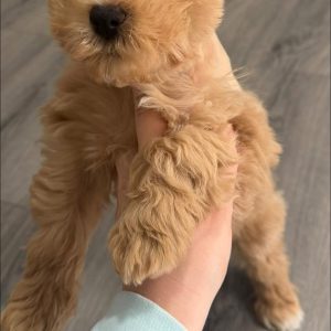 Liver Tan Miniature Schnauzer Puppy – Blue-Eyed Female - Image 3