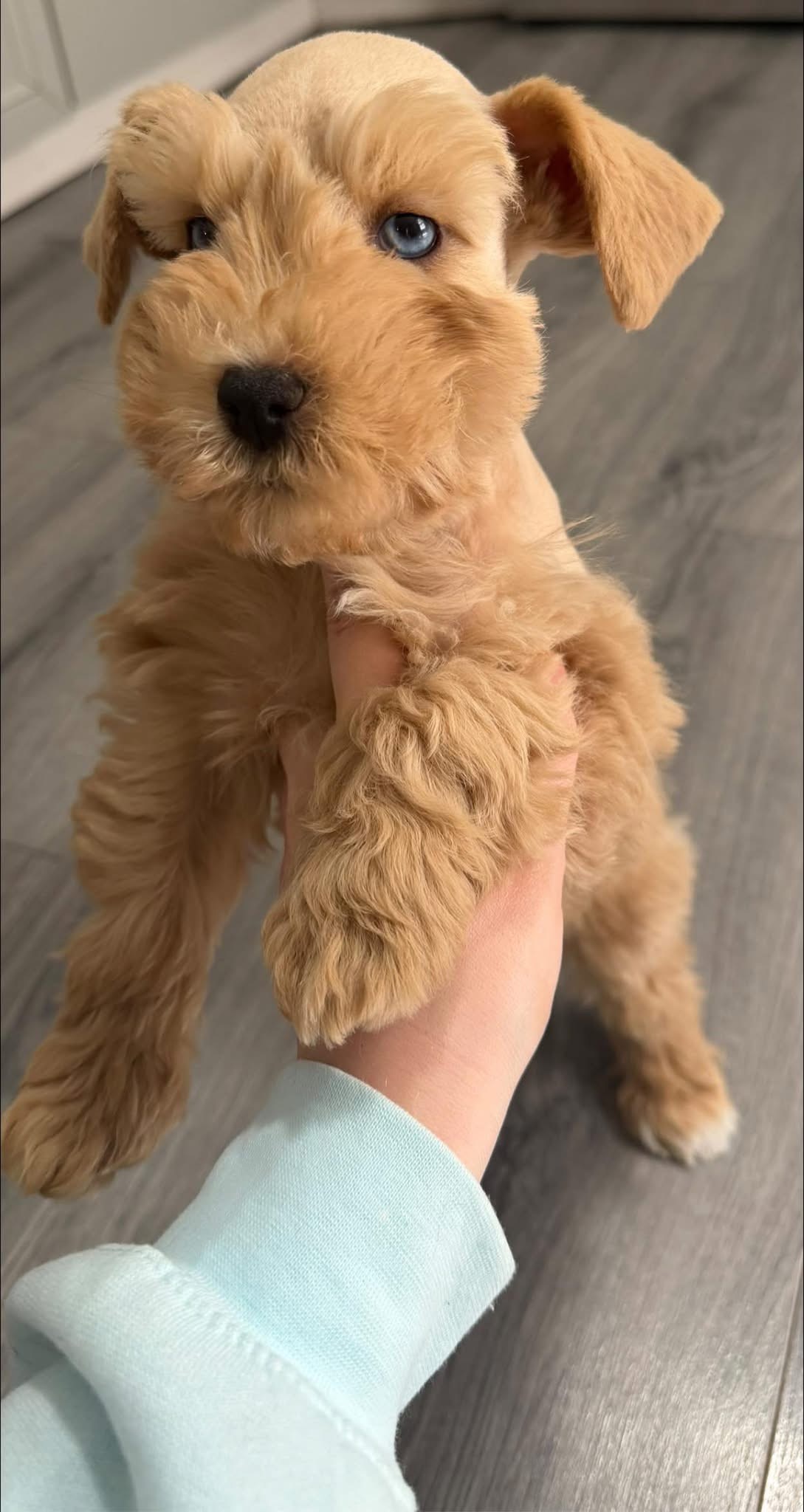 Liver Tan Miniature Schnauzer Puppy – Blue-Eyed Female - Image 3