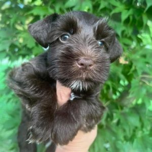 Sadie – Chocolate Miniature Schnauzer Puppy with Blue Eyes