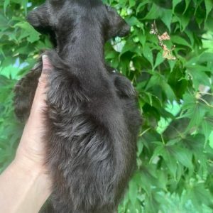 Sadie – Chocolate Miniature Schnauzer Puppy with Blue Eyes - Image 6