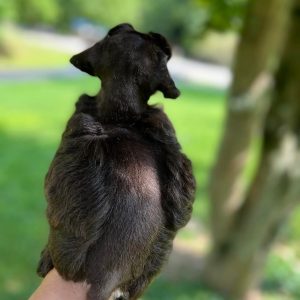 Sadie – Chocolate Miniature Schnauzer Puppy with Blue Eyes - Image 4
