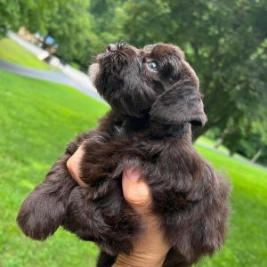 Alternative view of Sadie – Chocolate Miniature Schnauzer Puppy with Blue Eyes