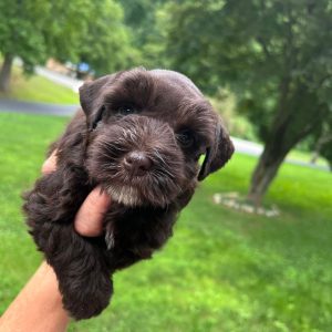 Sadie – Chocolate Miniature Schnauzer Puppy with Blue Eyes - Image 3