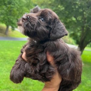 Sadie – Chocolate Miniature Schnauzer Puppy with Blue Eyes - Image 5