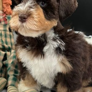 Alternative view of Coco – Chocolate, Tan & White Miniature Schnauzer Girl with Blue Eyes 🐾