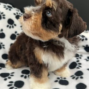 Coco – Chocolate, Tan & White Miniature Schnauzer Girl with Blue Eyes 🐾 - Image 3