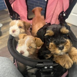 AKC Registered Miniature Schnauzer Puppies for Sale – 10 Weeks Old - Image 4