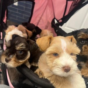 Alternative view of AKC Registered Miniature Schnauzer Puppies for Sale – 10 Weeks Old