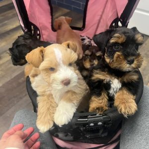 AKC Registered Miniature Schnauzer Puppies for Sale – 10 Weeks Old
