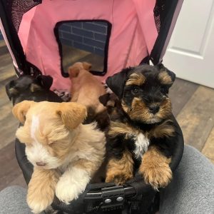AKC Registered Miniature Schnauzer Puppies for Sale – 10 Weeks Old - Image 5
