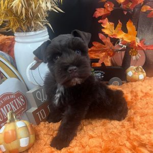 Alternative view of Dark Chocolate Miniature Schnauzer Puppy with Blue Eyes – Male