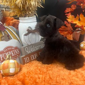 Dark Chocolate Miniature Schnauzer Puppy with Blue Eyes – Male - Image 3