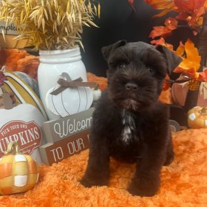 Dark Chocolate Miniature Schnauzer Puppy with Blue Eyes – Male - Image 4