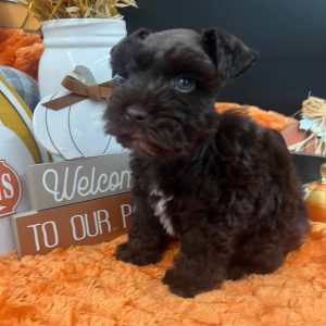 Dark Chocolate Miniature Schnauzer Puppy with Blue Eyes – Male