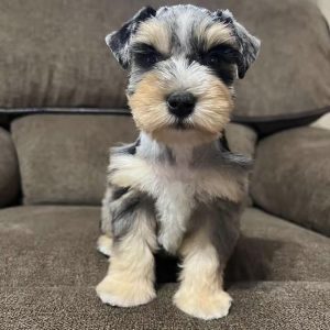 Alternative view of Meet Our Beautiful Merle Female Miniature Schnauzer Puppy 🐾💕