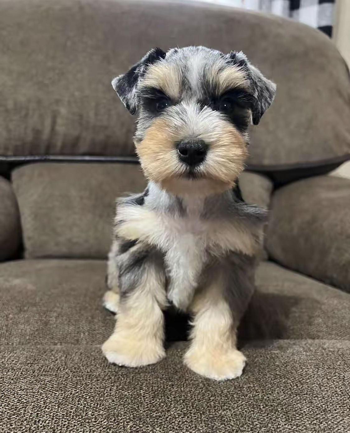 Meet Our Beautiful Merle Female Miniature Schnauzer Puppy 🐾💕 - Image 2